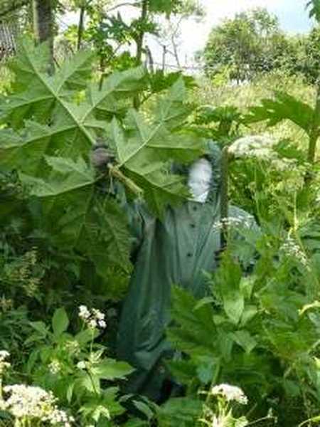 Борщевик ядовитое растение. Как уничтожить борщевик на дачном участке. Как вывести борщевик на участке навсегда. Уничтожение борщевика сосновского. Как вывести борщевик на участке навсегда.