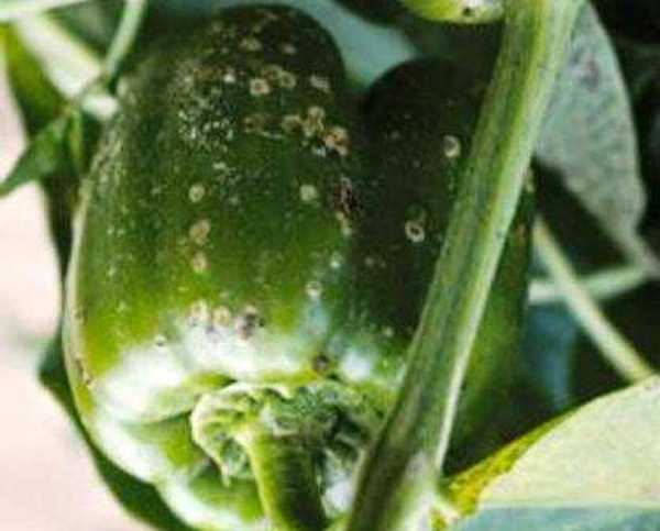 Болезни перца на плодах в теплице. Болезни перца сладкого и борьба с ними. Сладкий перец болезни. Болезни перца сладкого и борьба с ними. Бактериальная пятнистость перца.