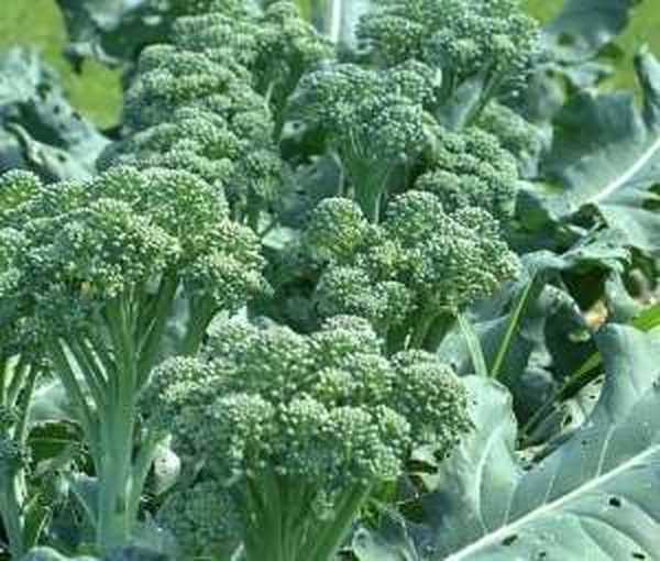 Брокколи на грядке. Брокколи на грядке. Брокколи куст. Полив брокколи. Рассада капусты брокколи.